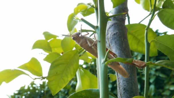 Locust Plant Eten Blad Close Sprinkhaan Vernietigen Groen Flora Macro — Stockvideo