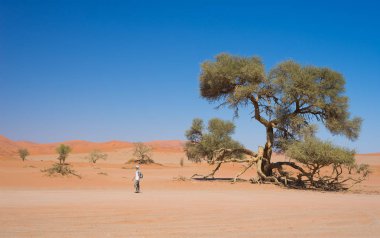 Turist Sossusvlei, Namibya yürüyüş. Doğal akasya ağaçları ve görkemli kum tepeleri, Namib Çölü, Namib Naukluft Milli Parkı, Afrika macera seyahat.