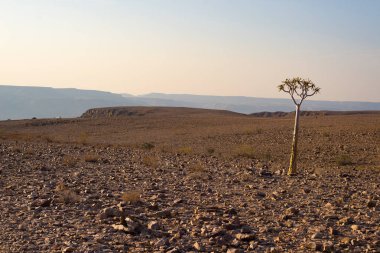 Yalnız küçük Baobab at balık River Canyon, seyahat hedef Namibya, Afrika.