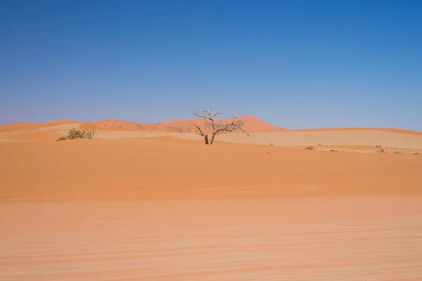 Sossusvlei Namibia, pintoresco salar de arcilla con árboles trenzados de acacia y majestuosas dunas de arena. Namib Naukluft National Park, destino de viaje en África — Foto de Stock