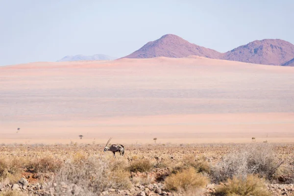 Oryx pastoreo en el desierto de Namib, Namib Naukluft Parque Nacional, destino de viaje en Namibia, África . — Foto de Stock