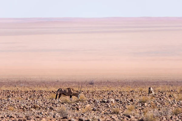 Oryx pastoreando no deserto da Namíbia, Parque Nacional Naukluft, destino de viagem na Namíbia, África . — Fotografia de Stock