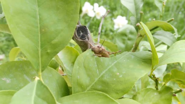 Locust Plant Eten Blad Close Sprinkhaan Vernietigen Groen Flora Macro — Stockvideo