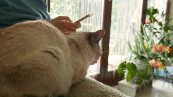 Frau Mit Smartphone Mit Hauskatze Auf Beinen Liegend Blumenfenster Haus — Stockvideo