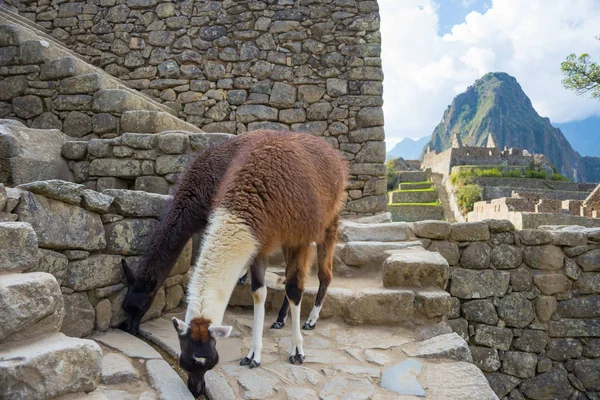 Llamas en Machu Picchu, Perú, el mejor destino de viaje . — Foto de Stock