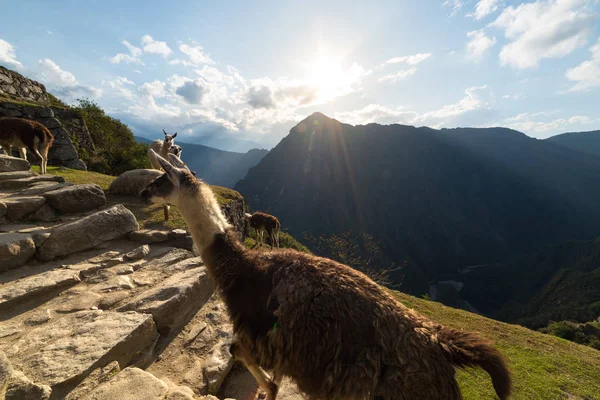 Llamas en Machu Picchu, Perú, el mejor destino de viaje . — Foto de Stock
