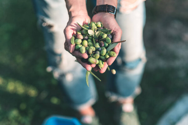 Handful of olives, Taggiasca or Cailletier, cultivar grown primarily in Southern France near Nice and in the Riviera di Ponente, Liguria, Italy 