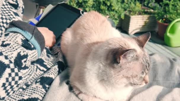 Mujer Leyendo Ebook Con Gato Doméstico Acostado Las Piernas Aire — Vídeos de Stock