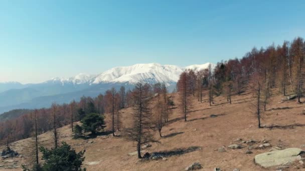 航空写真 雪をかぶった山脈とアルプスの谷の空撮の森上空を飛行ドローン澄んだ青い空 トリノ イタリア — ストック動画