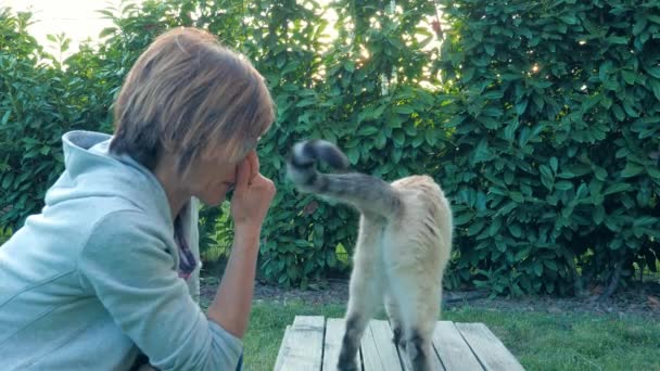 Zeitlupe Hauskatze Spielt Mit Frau Gegenlicht Freien Heimischen Garten Natürlicher — Stockvideo