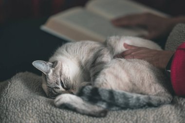 Kadın tarafında yalan kitap sarılmış yerli kedi okur. Seçici odak üstünde kedi, yakın çekim. Tonlu görüntü.