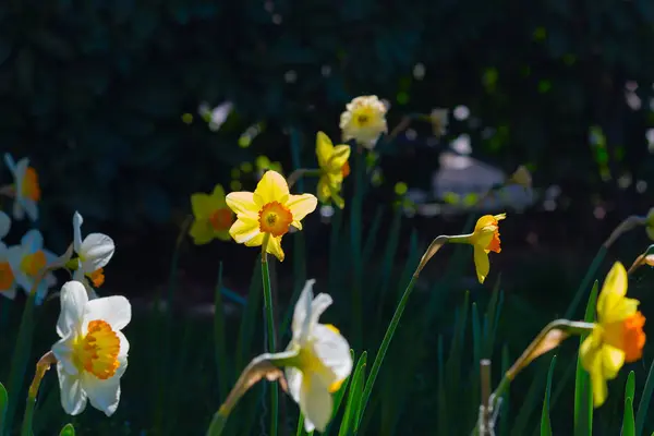 Vit gul Pingstlilja fältet närbild, vårsäsongen blommande. — Stockfoto