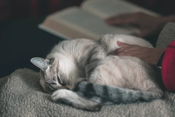 Nő olvasás könyv cuddling házimacska oldalán feküdt. Szelektív összpontosít, a macska, közelről. Tónusú kép. — Stock Fotó