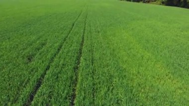 Ekili alanları tarım arazileri kırsal üzerinde uçan, tarım meslek, yemyeşil yeşil tahıl görünümünü üst bitkileri, Piedmont, İtalya, karlı Alp arka planda sprintime 