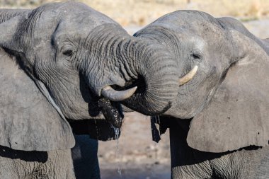 Couple of African Elephant at waterhole. Wildlife Safari in the Chobe National Park, travel destination in Botswana, Africa. clipart