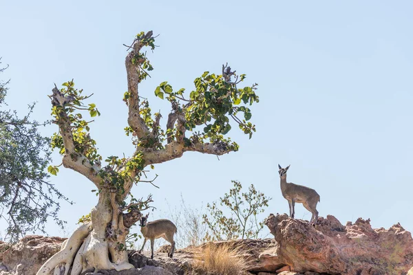 荻-荻 Madoqua 羚羊在布什在克鲁格国家公园, 旅游目的地在南非. — 图库照片