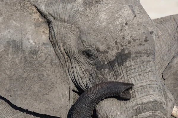 Zamknij się i portret ogromny słoń afrykański, z trąba na oku. Wildlife Safari w parku narodowym Krugera, głównym podróż przeznaczenia w Republice Południowej Afryki. — Zdjęcie stockowe