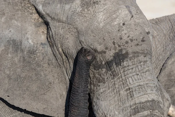 Zár megjelöl és egy hatalmas, afrikai elefánt, Borneói a szem portréja. Vadon élő állatok Safari, a Kruger Nemzeti Park, a fő úticél Dél-Afrikában. — Stock Fotó