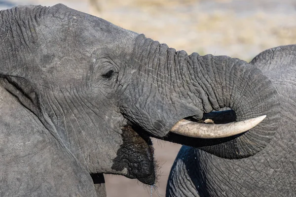 닫습니다 및는 젊은 아프리카 코끼리에서에서 마시는 흠뻑 빠지거나의 초상화. 야생 동물 사파리 Chobe 국립 공원에서 보츠와나, 아프리카에서 여행. — 스톡 사진