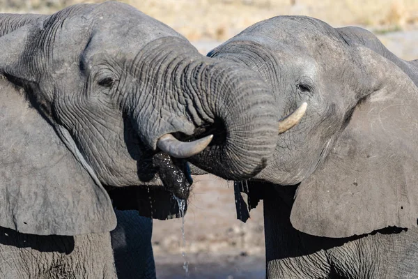 Un par de elefantes africanos en el abrevadero. Safari de Vida Silvestre en el Parque Nacional Chobe, destino de viaje en Botswana, África . — Foto de Stock