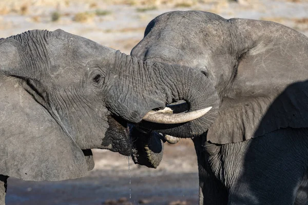 Un par de elefantes africanos en el abrevadero. Safari de Vida Silvestre en el Parque Nacional Chobe, destino de viaje en Botswana, África . — Foto de Stock