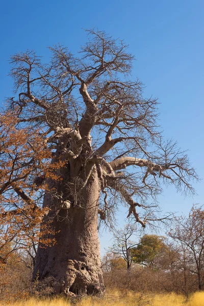 Baobá planta e lua na savana africana com céu azul claro. Botsuana, um dos destinos de viagem mais atraentes de África . — Fotografia de Stock