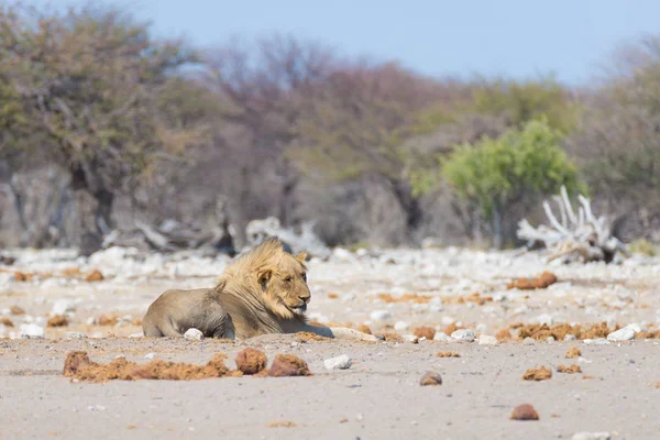 León acostado en el suelo. Safari de vida silvestre en el Parque Nacional Etosha, Namibia, África . — Foto de Stock