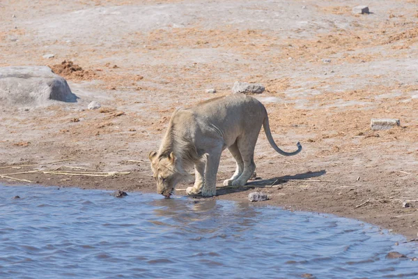 León bebiendo en el estanque de agua. Safari de Vida Silvestre en el Parque Nacional Etosha, el principal destino turístico en Namibia, África . — Foto de Stock