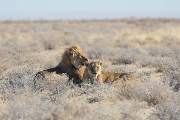 Paar van leeuwen liggen op de grond in de bush. Wildlife safari in het Etosha National Park, toeristische trekpleister in Namibië, Afrika. — Stockfoto