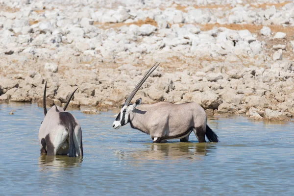 Afrika bozkırında, görkemli Etosha Milli Parkı 'nda duran Afrika antilopları Namibya, Afrika' daki en iyi seyahat yeridir.. — Stok fotoğraf