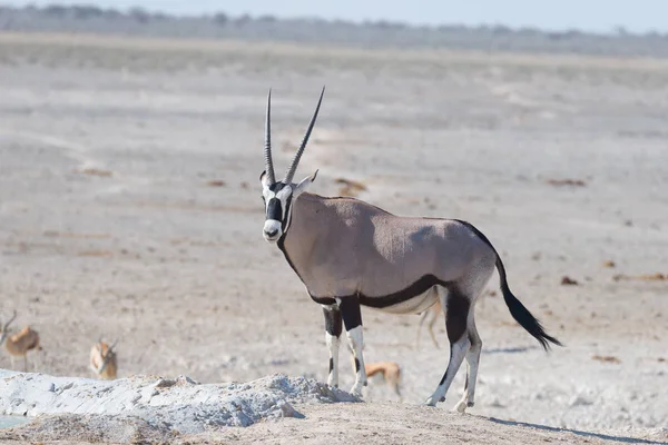 Oryx de pie en la sabana africana, el majestuoso Parque Nacional Etosha, mejor destino de viaje en Namibia, África . —  Fotos de Stock