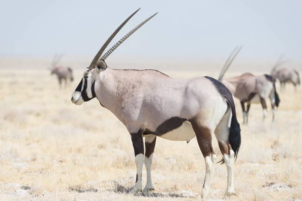 Oryx áll az afrikai szavanna, a fenséges Etosha Nemzeti Park, a legjobb utazási cél Namíbia, Afrika. — Stock Fotó