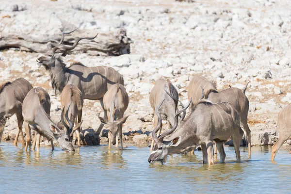 Troupeau de Kudu buvant du trou d'eau Okaukuejo. Safari animalier dans le parc national d'Etosha, destination touristique majestueuse en Namibie, Afrique . — Photo