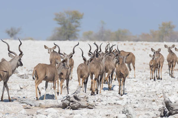 Csorda Kudu iszik Okaukuejo például víznyelő. Vadon élő állatok Safari a Etosha Nemzeti Park, fenséges úticél Namíbia, Afrika. — Stock Fotó