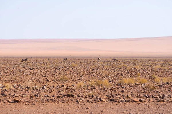 Oryx grazen in de Namibwoestijn, Namib Naukluft Nationaal Park, reis bestemming in Namibië, Afrika. — Stockfoto