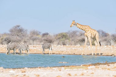 Zürafa su birikintisinin içme. Yaban hayatı Safari etkin Milli Parkı'nda, ünlü seyahat hedef Namibya