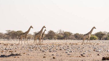 Çöl pan ormanda yürüyüş zürafa. Yaban hayatı Safari etkin Milli Parkı'nda, ana hedef Namibya, Afrika seyahat. Profil görünümü.