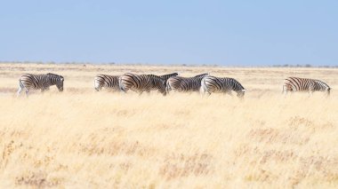 Zebralar çalılıklarda otluyor, Afrika savanası. Vahşi Yaşam Safari, Etosha Ulusal Parkı, Vahşi Yaşam Rezervleri, Namibya, Afrika.