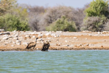 Akbabalar ziyarette200, etkin Milli Parkı, Namibya, Afrika safari seyahat.