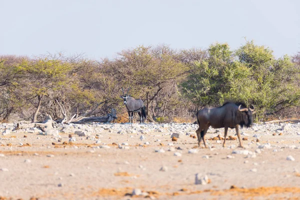 Blue Wildebeest cammina tra i cespugli. Safari naturalistico nel Parco Nazionale di Etosha, famosa destinazione turistica in Namibia, Africa . — Foto Stock