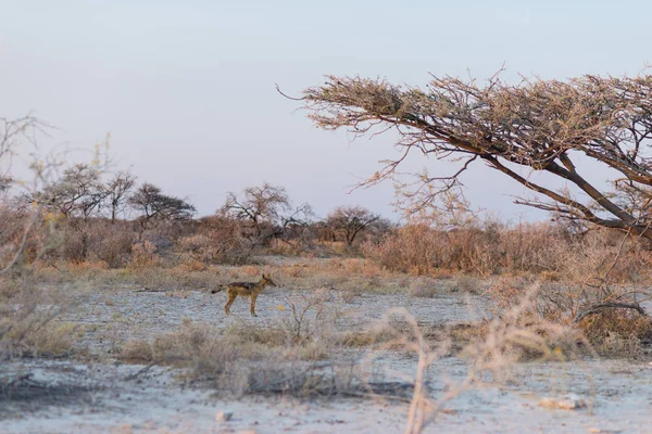 Black Backed jakhalzen in de bush bij zonsondergang. Etosha National Park, de belangrijkste reisbestemming in Namibië, Afrika — Stockfoto