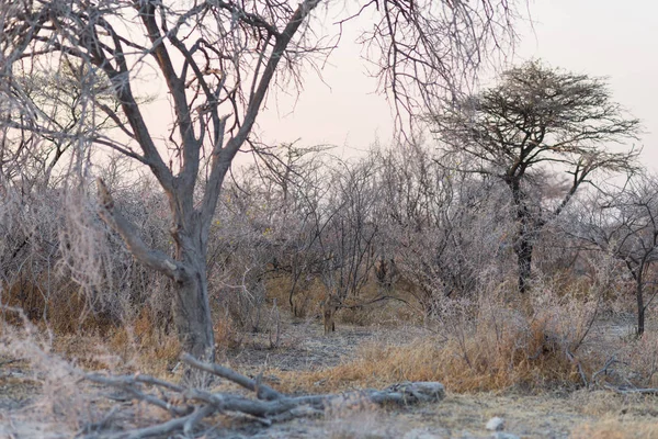 Siyah çakal batımında ormanda desteklenen. Etkin Milli Parkı, Namibya, Afrika ana seyahat hedef — Stok fotoğraf