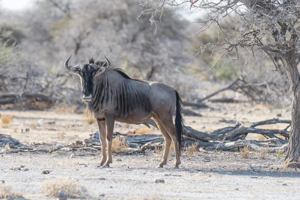 Blauwe gnoe wandelen in de bush. Wildlife Safari in het Etosha National Park, beroemd reis bestemming in Namibië, Afrika. — Stockfoto