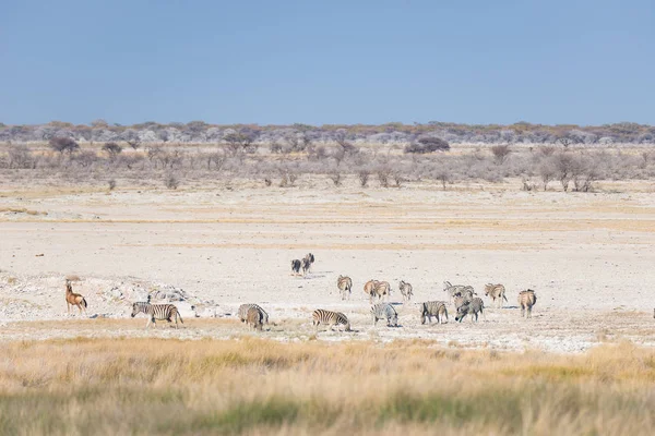 Zebras pastando no mato, savana africana. Safari da vida selvagem, Parque Nacional de Etosha, reservas de vida selvagem, Namíbia, África. — Fotografia de Stock