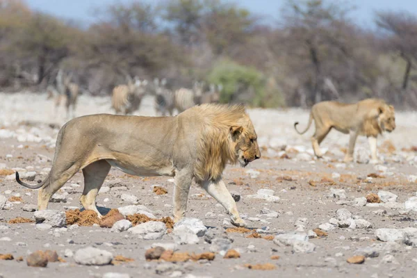 Oroszlán Zebrákkal a háttérben. Vadon élő szafari az Etosha Nemzeti Parkban, Namíbia, Afrika. — Stock Fotó