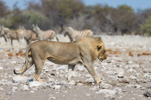 Oroszlán Zebrákkal a háttérben. Vadon élő szafari az Etosha Nemzeti Parkban, Namíbia, Afrika. — Stock Fotó