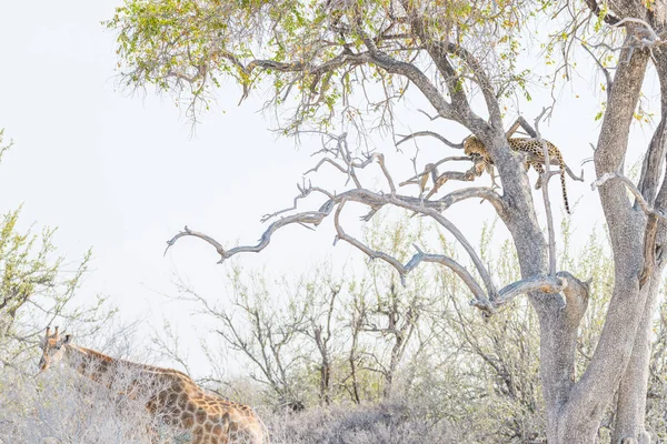 Luipaard zitstokken op de vertakking van de beslissingsstructuur van Acacia tegen witte hemel. Giraffe ongestoord wandelen. Wildlife safari in het Etosha National Park, reisbestemming in Namibië, Afrika — Stockfoto