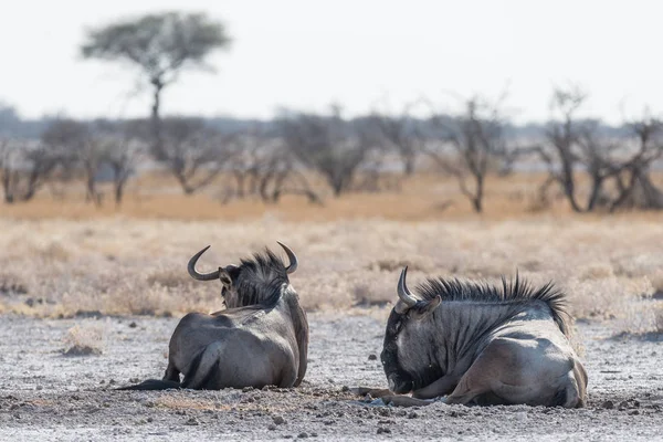 Csíkos GNÚ fekve a bokor. Vadon élő állatok Safari a Etosha Nemzeti Park, híres úticél Namíbia, Afrika — Stock Fotó