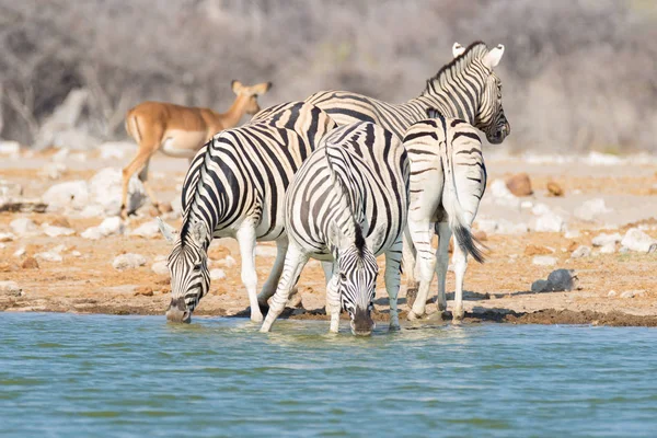 Manada de cebras bebiendo del abrevadero en el arbusto. Safari de Vida Silvestre en el Parque Nacional Etosha, destino de viaje en Namibia —  Fotos de Stock