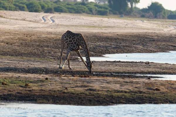 Jirafa bebiendo del abrevadero. Safari de Vida Silvestre en el Parque Nacional Etosha, famoso destino turístico en Namibia — Foto de Stock